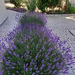 флора * Черноморец