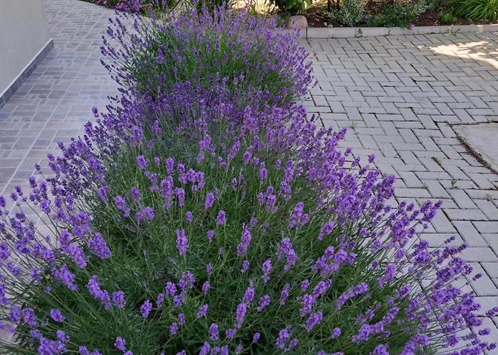 флора * Τσερνομόρετς