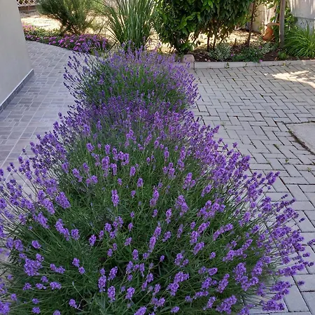 флора * Csernomorec